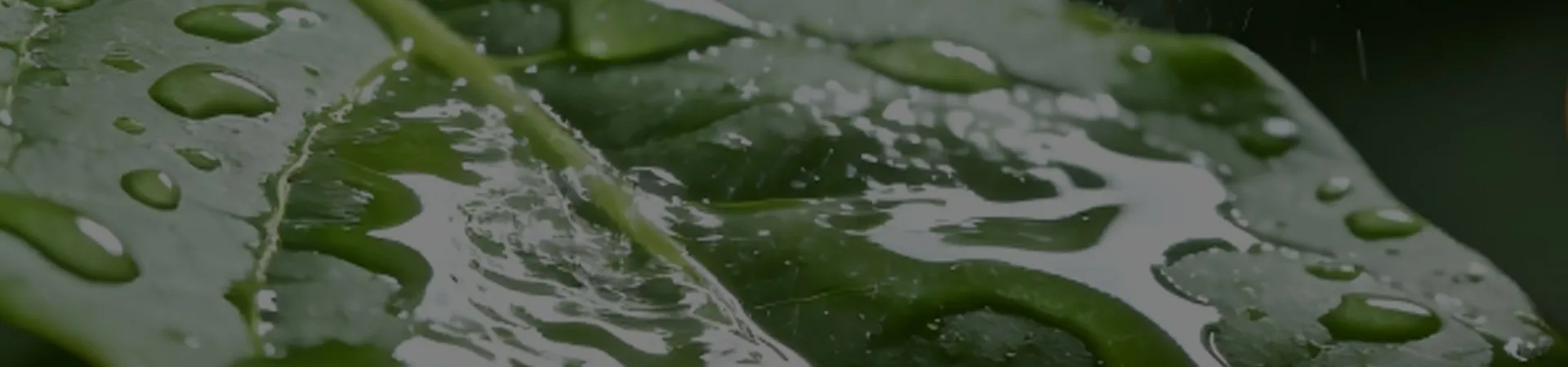 Empowering Agriculture with Advanced Silicones